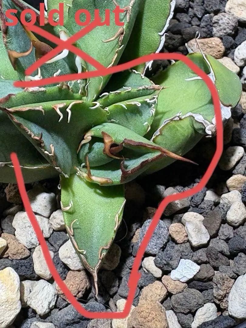 アガベオアハカオテロイ　子株［天芽］oaxaca oteroi