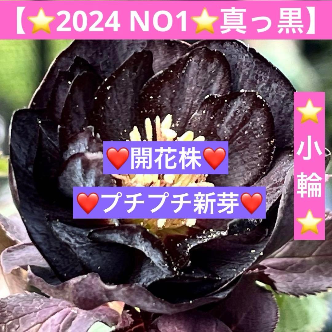 ラ*ク様 ❤️開花株❤️プチプチ新芽❤️1288 小輪【⭐️2024 NO1⭐️