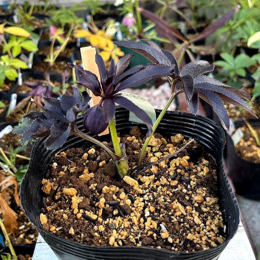 ラ*ク様 ❤️開花株❤️プチプチ新芽❤️1288 小輪【⭐️2024 NO1⭐️