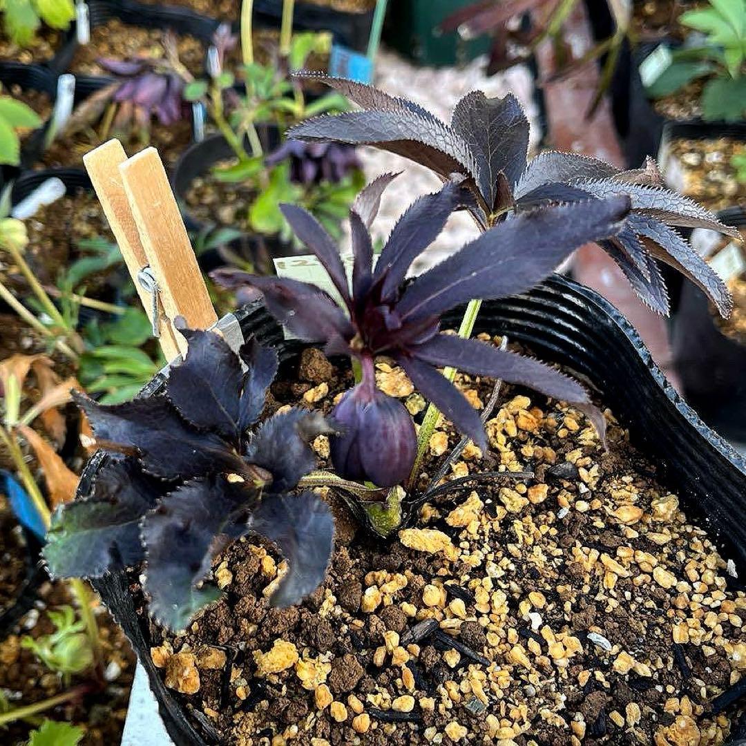 ラ*ク様 ❤️開花株❤️プチプチ新芽❤️1288 小輪【⭐️2024 NO1⭐️