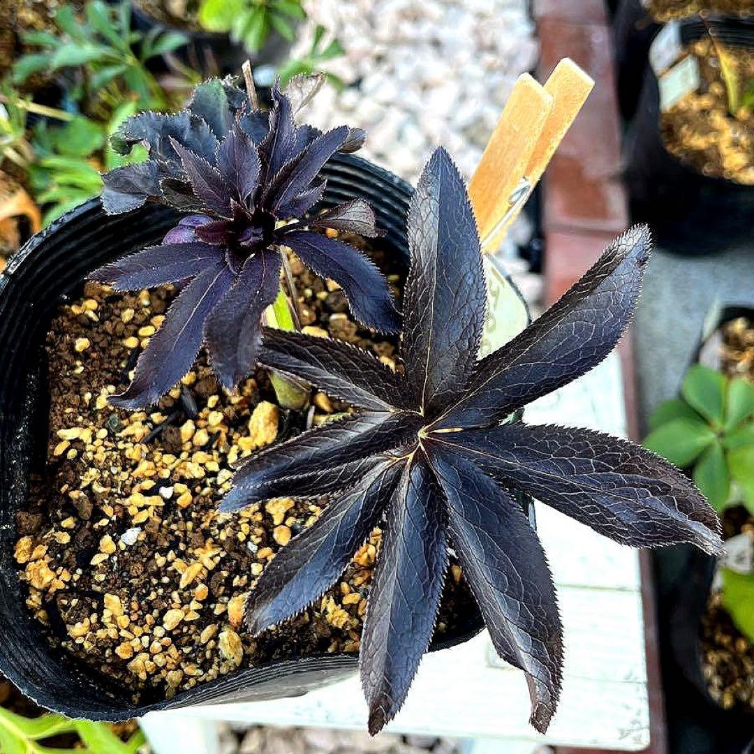 ラ*ク様 ❤️開花株❤️プチプチ新芽❤️1288 小輪【⭐️2024 NO1⭐️