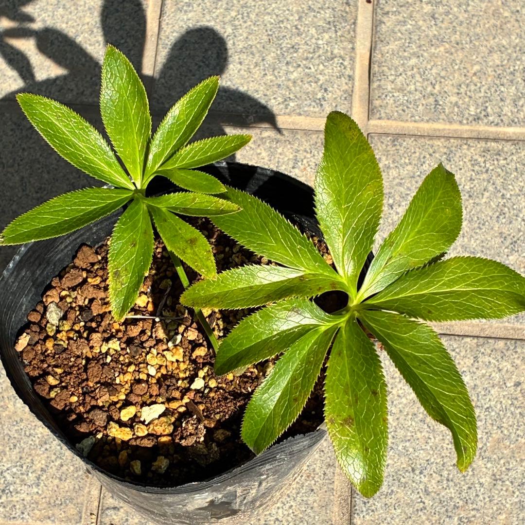 ラ*ク様 ❤️開花株❤️プチプチ新芽❤️1288 小輪【⭐️2024 NO1⭐️