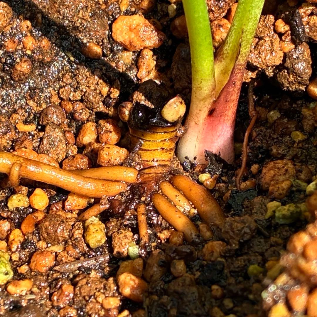 ラ*ク様 ❤️開花株❤️プチプチ新芽❤️1288 小輪【⭐️2024 NO1⭐️