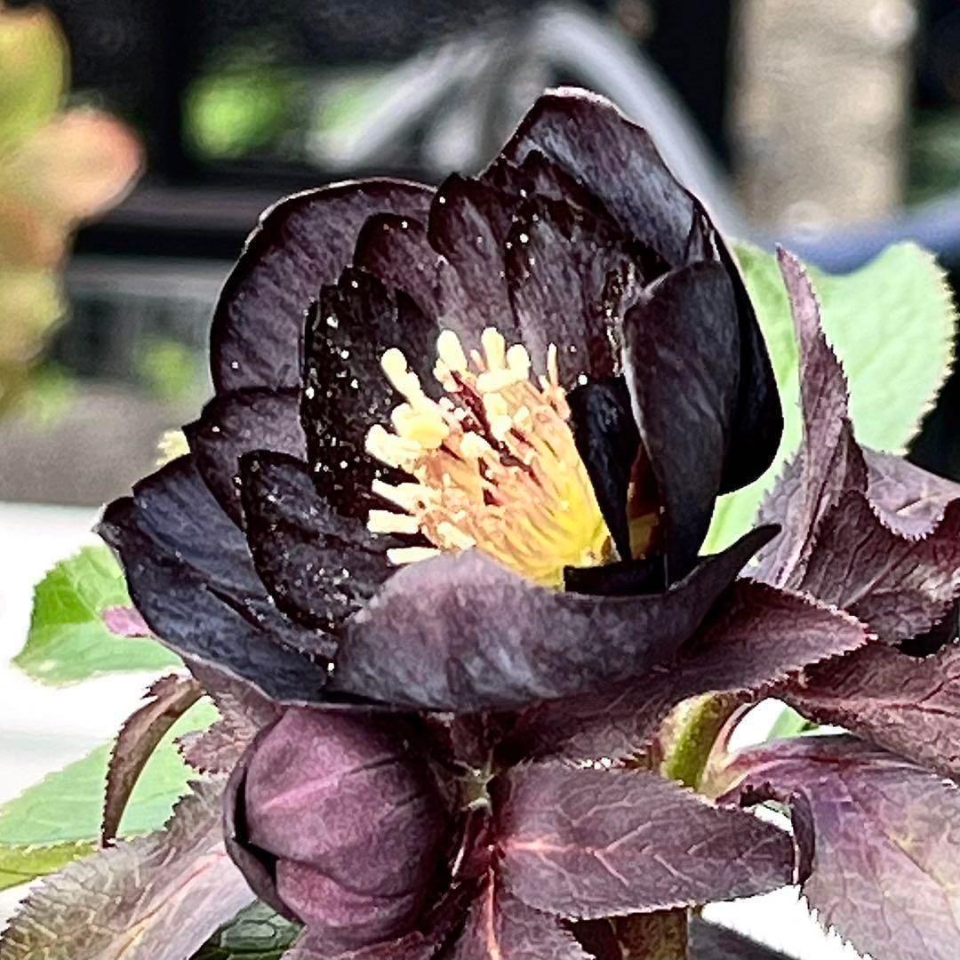 ラ*ク様 ❤️開花株❤️プチプチ新芽❤️1288 小輪【⭐️2024 NO1⭐️