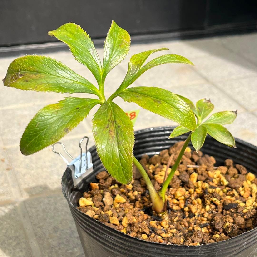 ラ*ク様 ❤️開花株❤️プチプチ新芽❤️1288 小輪【⭐️2024 NO1⭐️