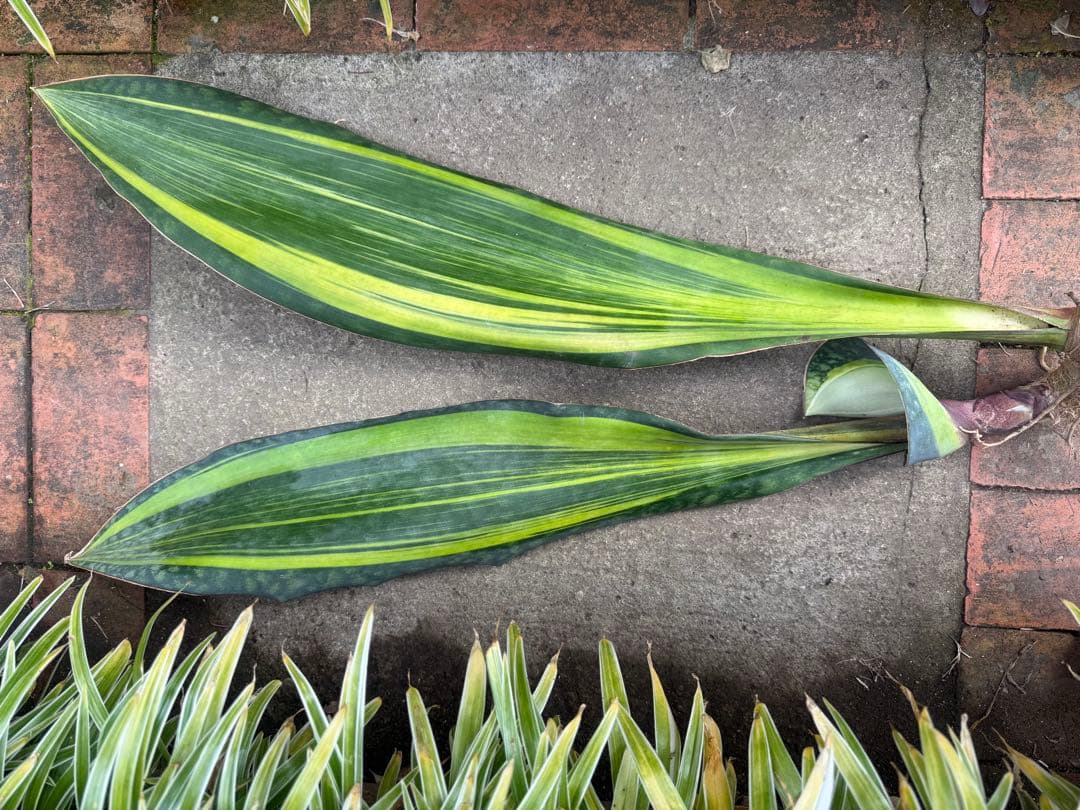 巨大サンスベリア・マッソニアナ イエロー バリエガテッド