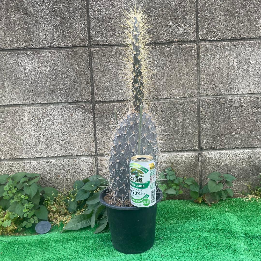 5号サイズ❗️ガラパゴス団扇　黒肌　金棘オプンチア