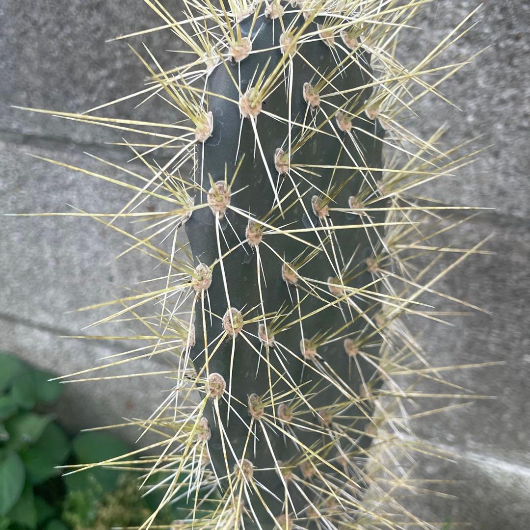 5号サイズ❗️ガラパゴス団扇　黒肌　金棘オプンチア