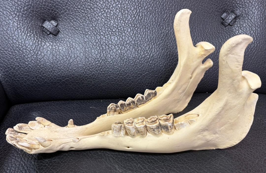 ★ 貴重！高品質！ フタコブラクダの頭骨