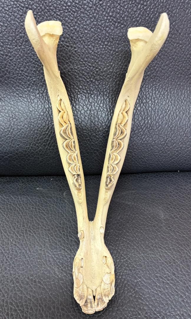 ★ 貴重！高品質！ フタコブラクダの頭骨