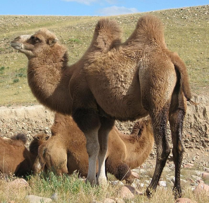 ★ 貴重！高品質！ フタコブラクダの頭骨