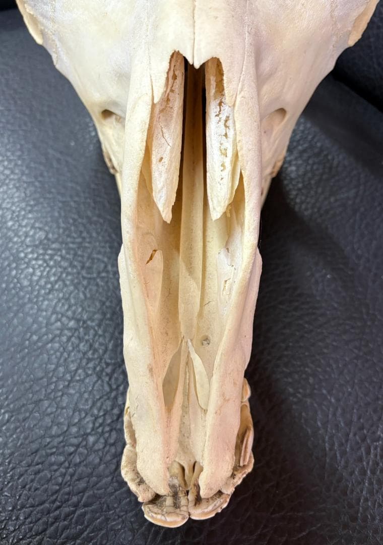 ★ 貴重！高品質！ フタコブラクダの頭骨