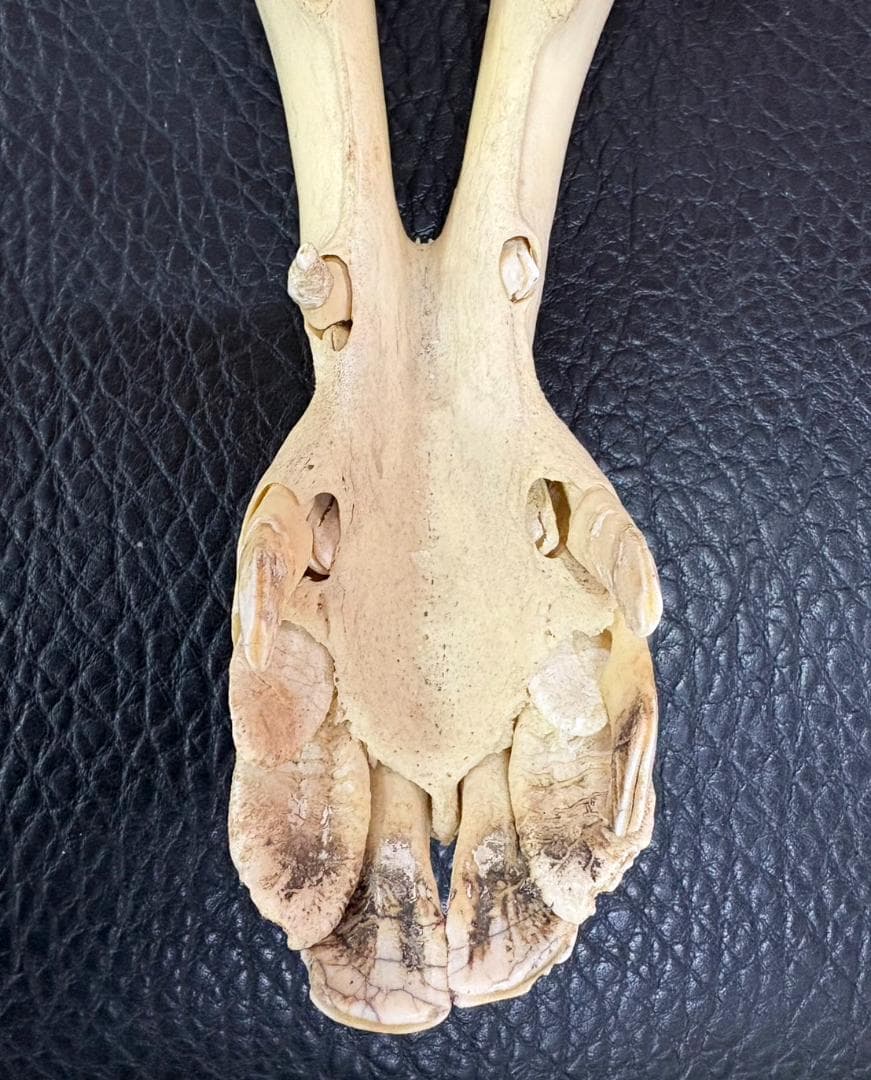 ★ 貴重！高品質！ フタコブラクダの頭骨