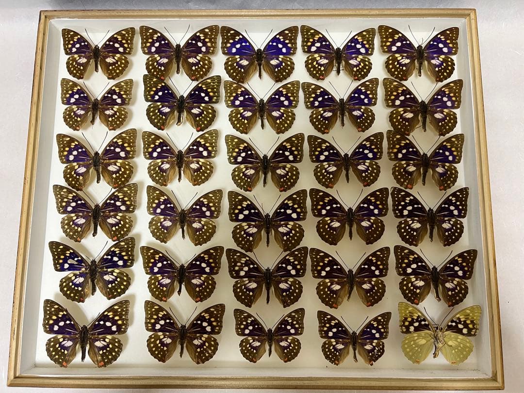 希少蝶の標本オオムラサキ等採取1982/1987等ケース約50x42x6cm