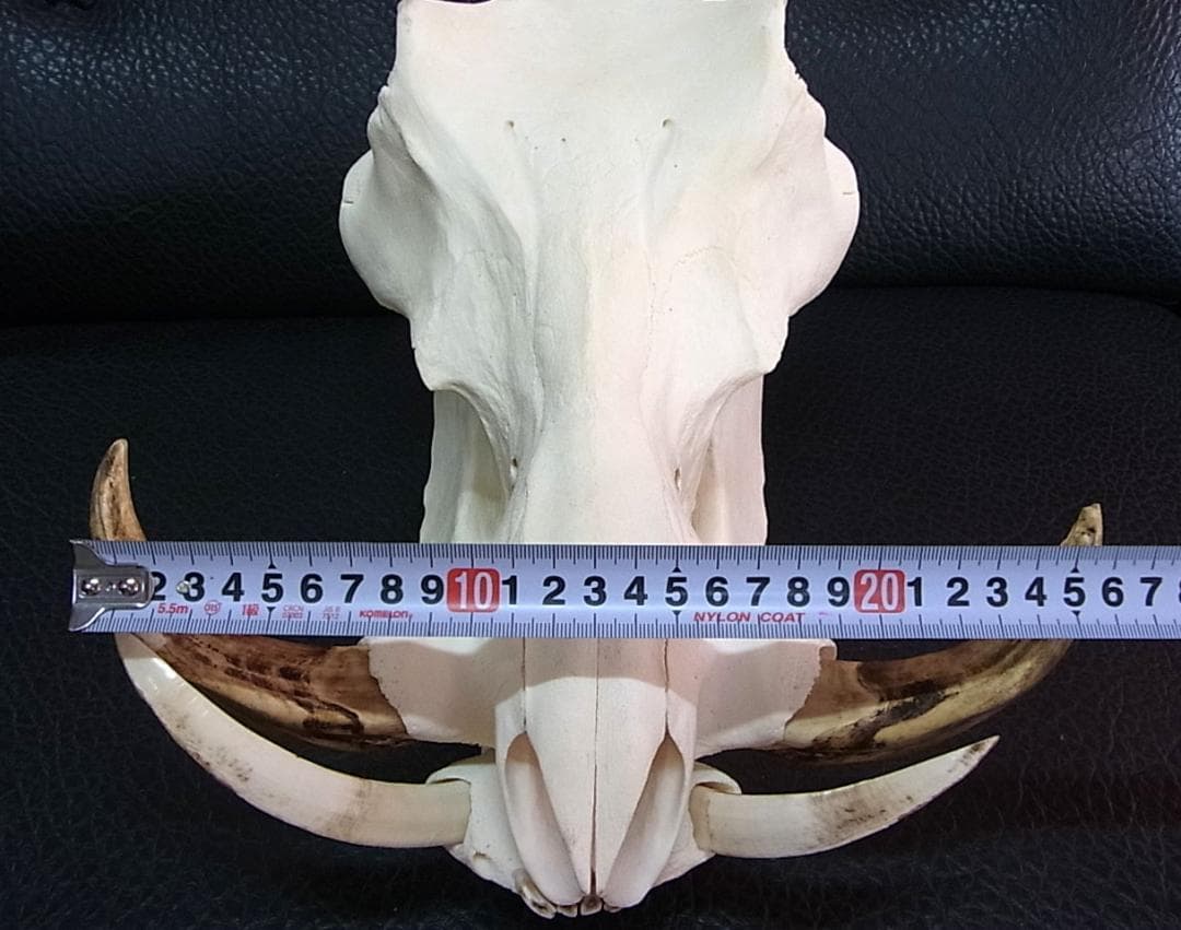 アフリカ便！高品質 イボイノシシ 成獣の頭骨（Lサイズ）