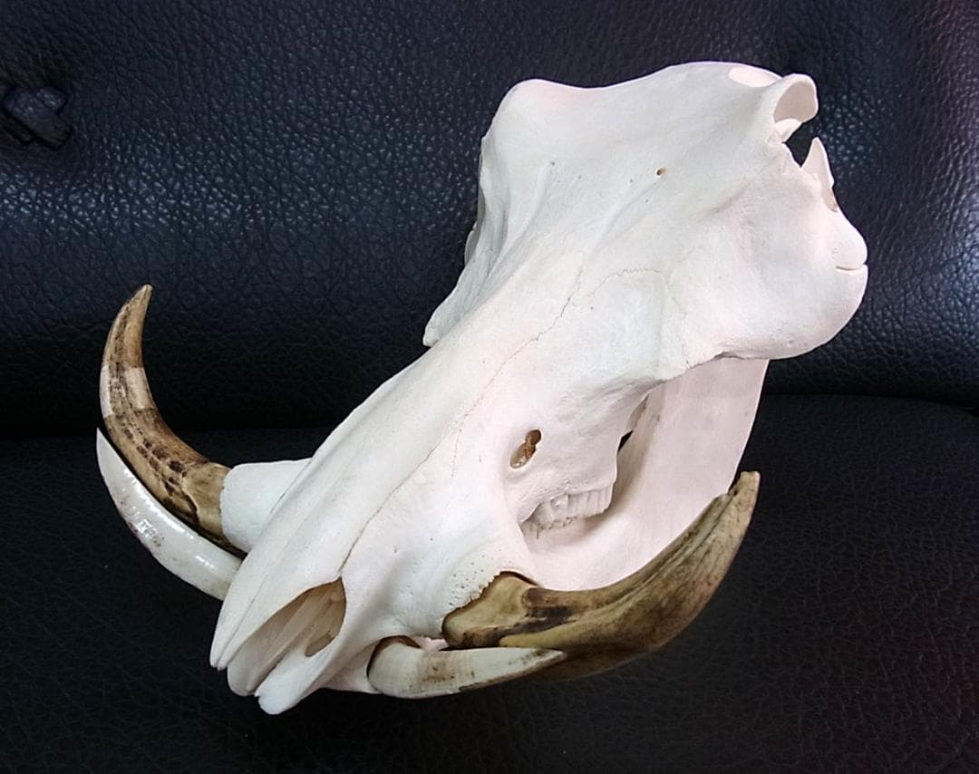 アフリカ便！高品質 イボイノシシ 成獣の頭骨（Lサイズ）
