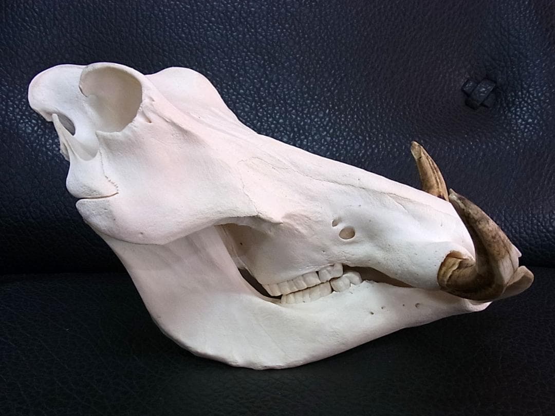 アフリカ便！高品質 イボイノシシ 成獣の頭骨（Lサイズ）