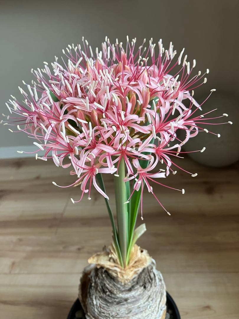 【コレクション】\"Boophone Disticha\"ブーファン ディスティチャ