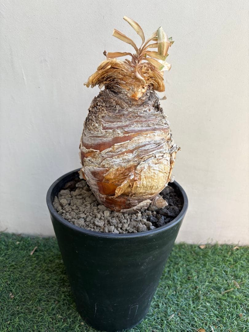 【コレクション】\"Boophone Disticha\"ブーファン ディスティチャ