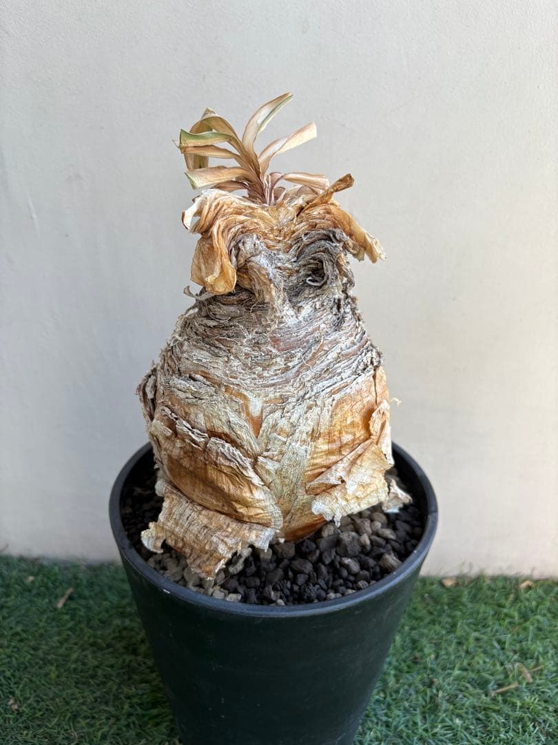 【コレクション】\"Boophone Disticha\"ブーファン ディスティチャ