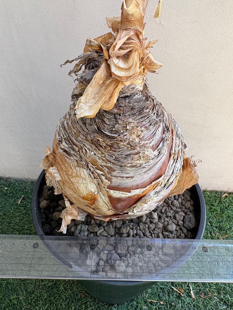 【コレクション】\"Boophone Disticha\"ブーファン ディスティチャ