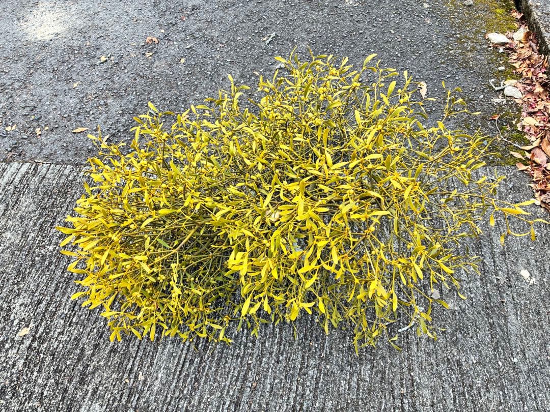 8ヤドリギ 寄生植物