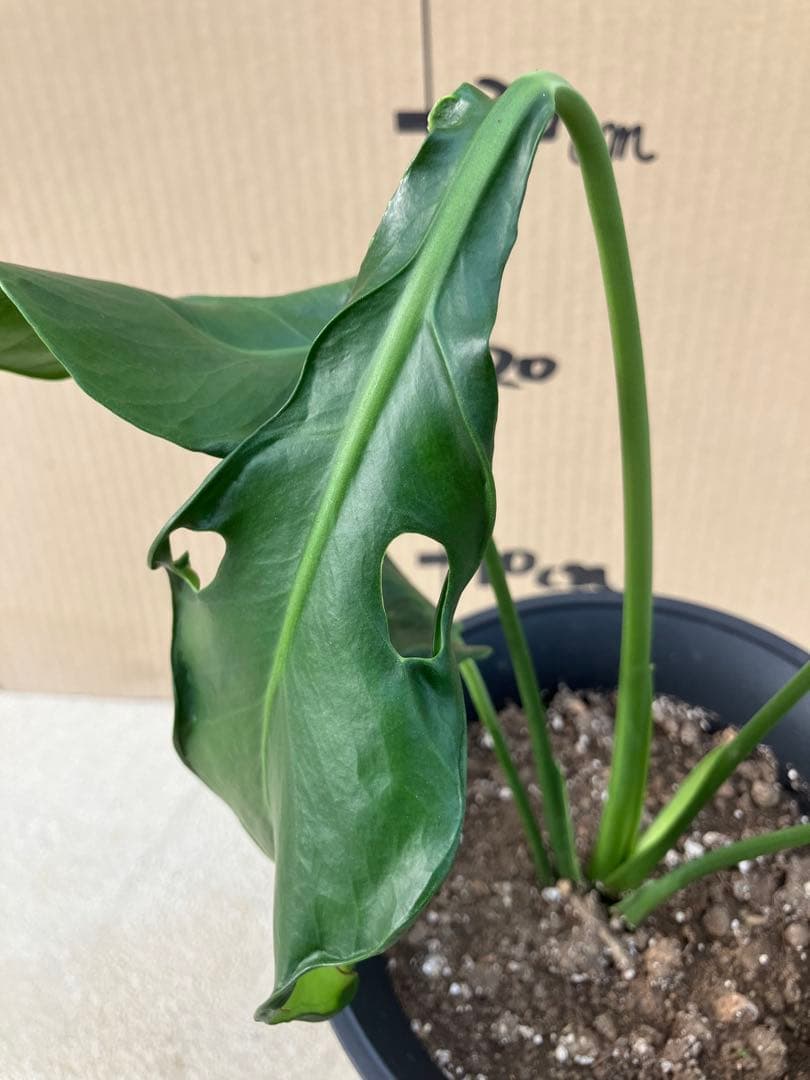 ゆ*う様 モンステラデリシオーサ実生株　突然変異個体、斑入り個体の2鉢セット