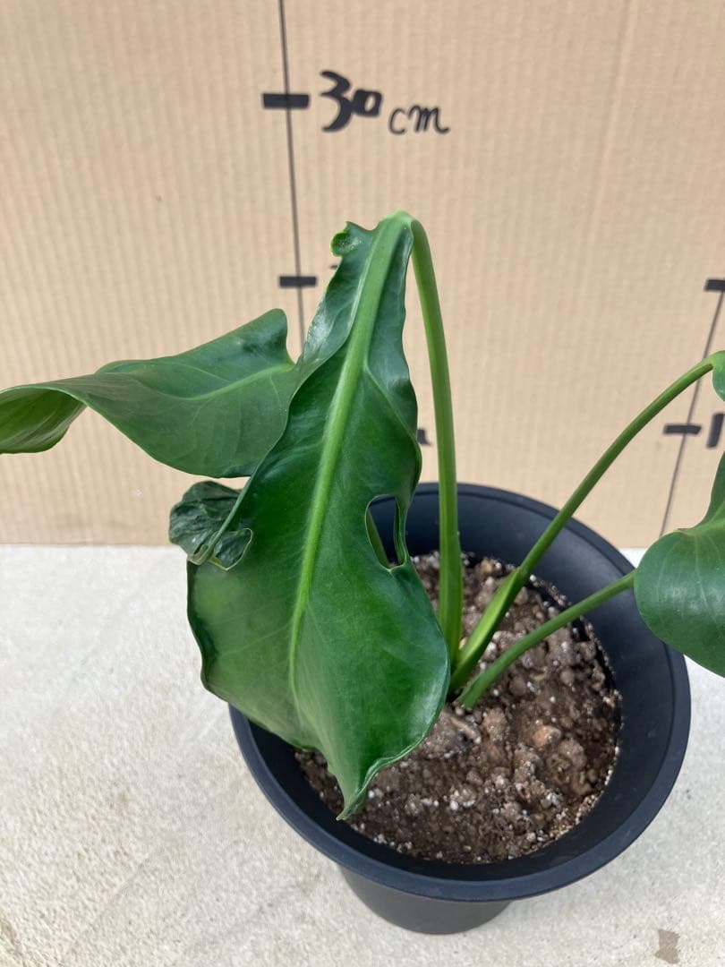 ゆ*う様 モンステラデリシオーサ実生株　突然変異個体、斑入り個体の2鉢セット