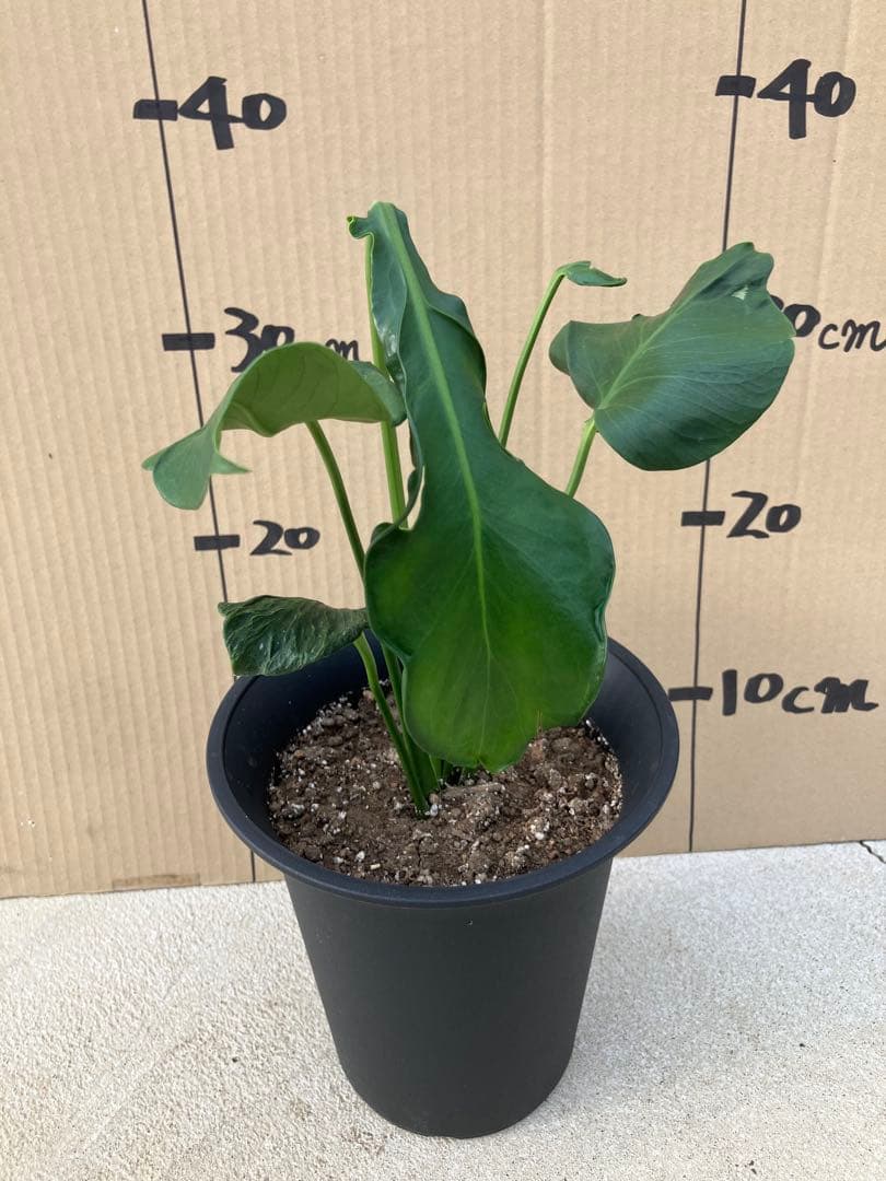 ゆ*う様 モンステラデリシオーサ実生株　突然変異個体、斑入り個体の2鉢セット