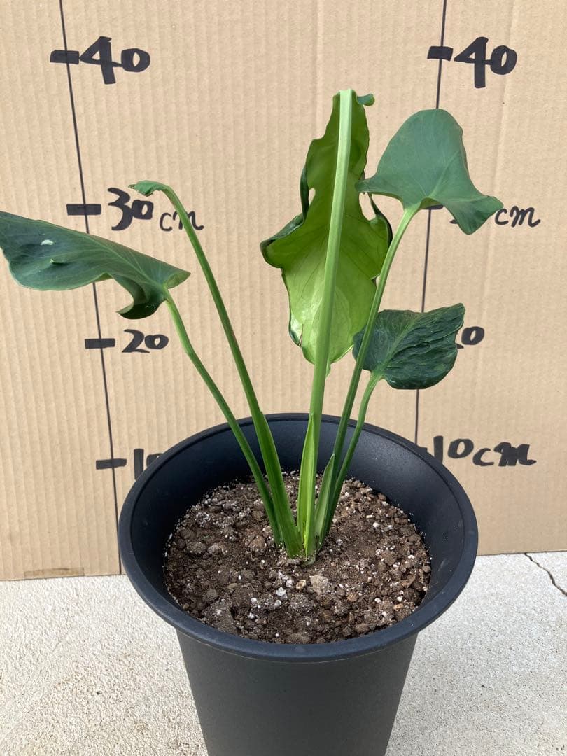 ゆ*う様 モンステラデリシオーサ実生株　突然変異個体、斑入り個体の2鉢セット