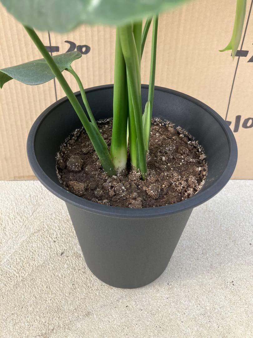 ゆ*う様 モンステラデリシオーサ実生株　突然変異個体、斑入り個体の2鉢セット