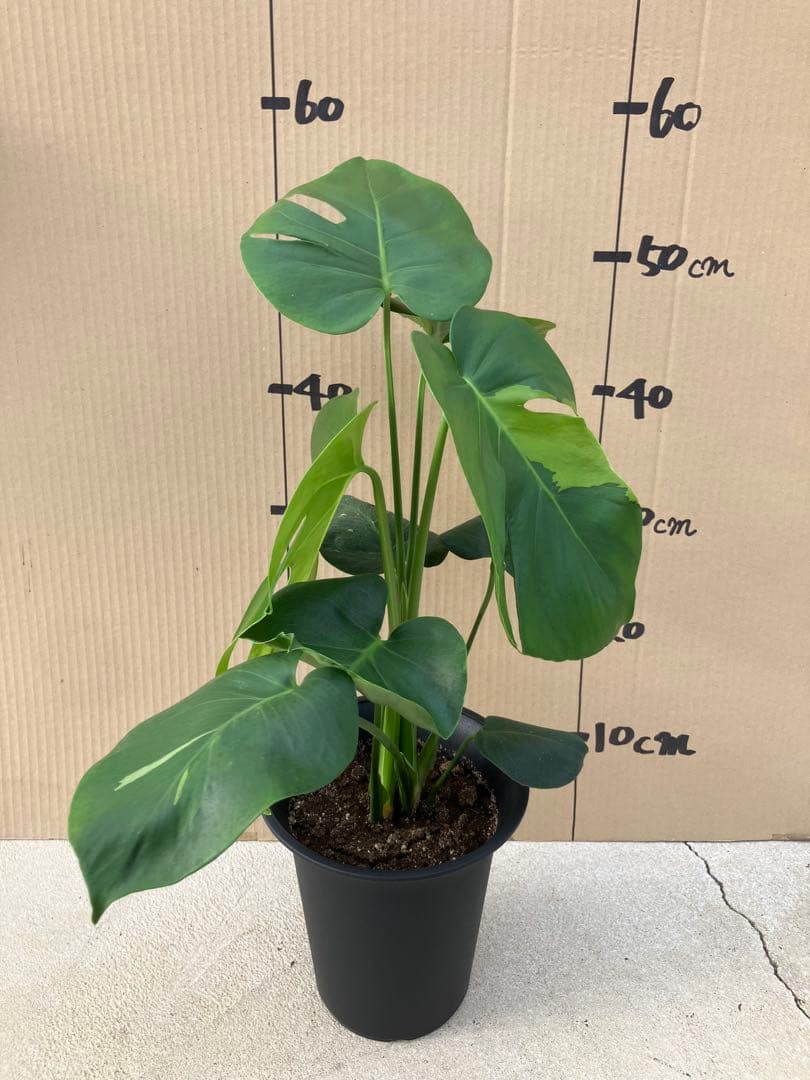 ゆ*う様 モンステラデリシオーサ実生株　突然変異個体、斑入り個体の2鉢セット