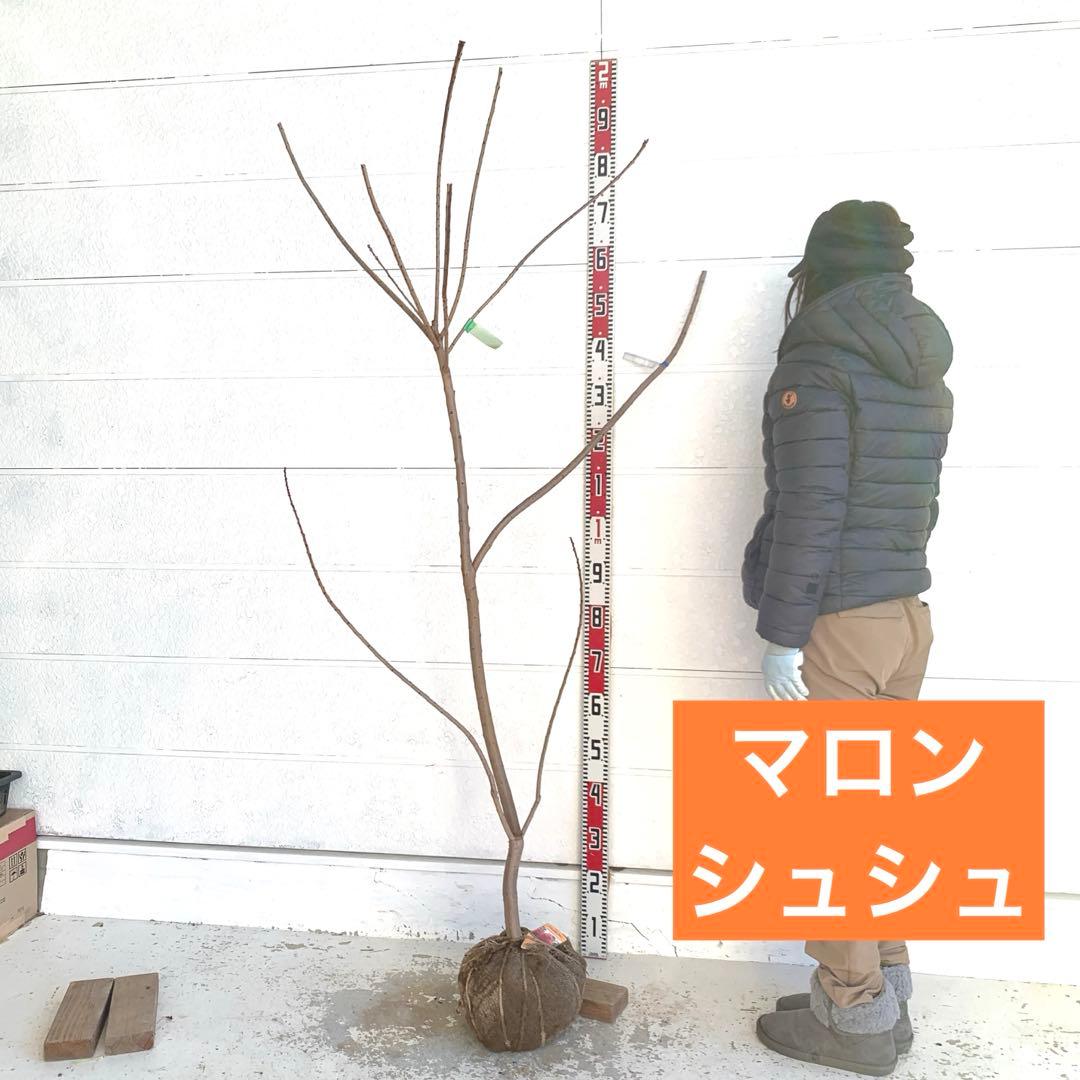 スモークツリー　マロンシュシュ　雌株　煙の木　苗木　花木　56