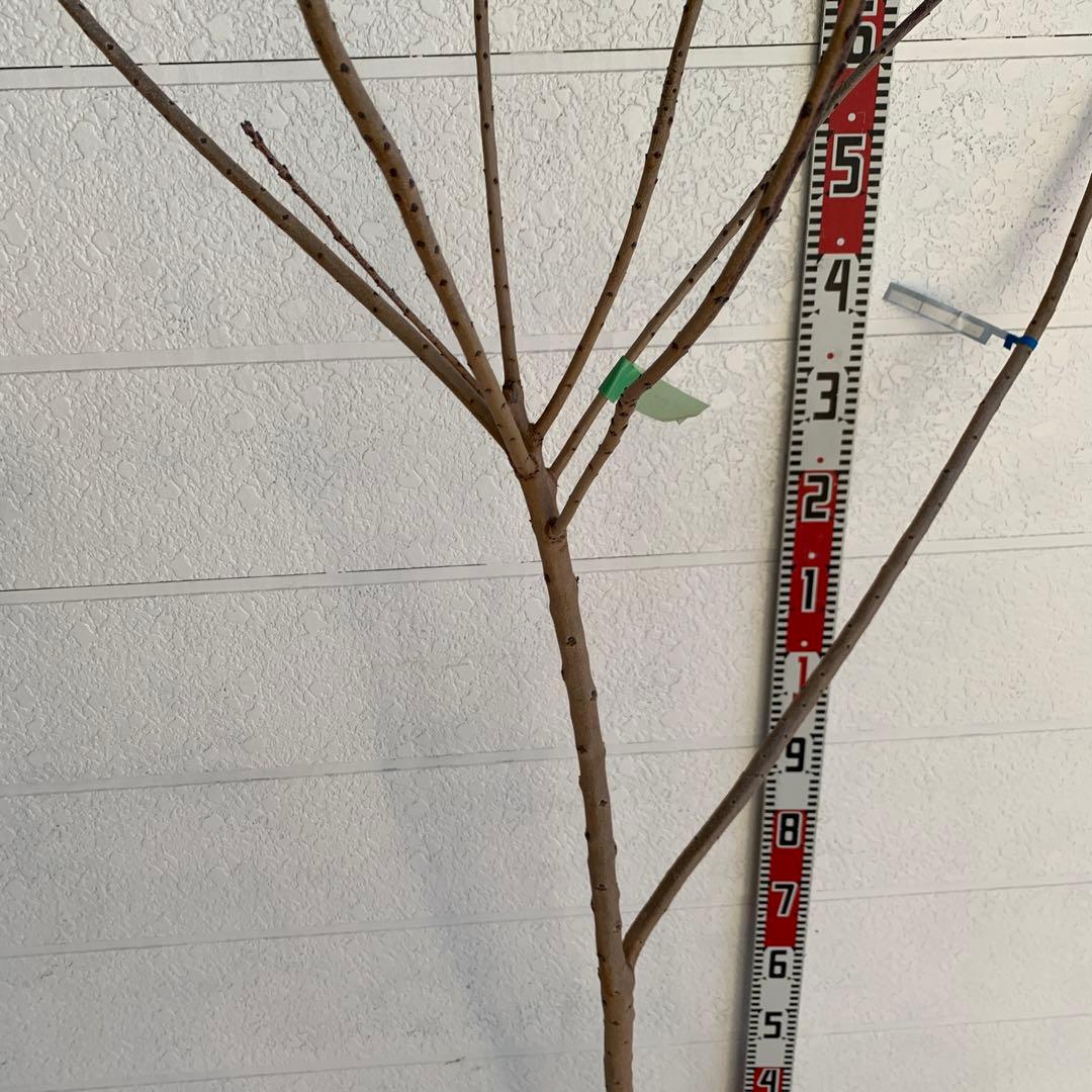 スモークツリー　マロンシュシュ　雌株　煙の木　苗木　花木　56