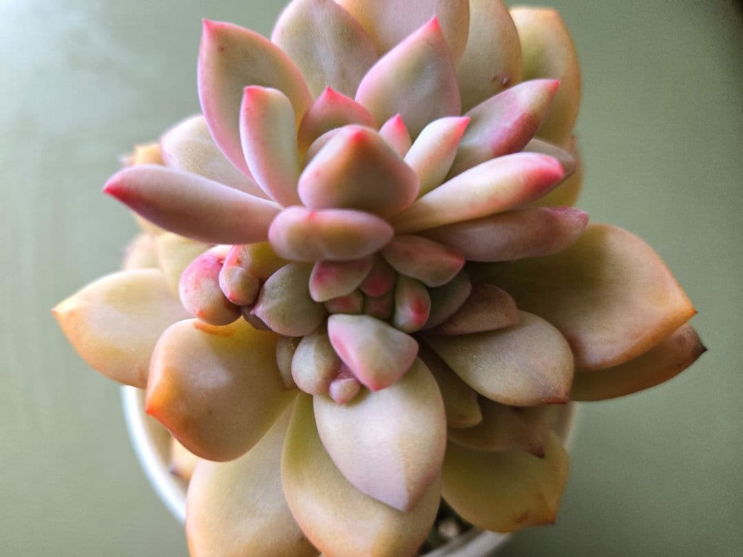 多肉植物 ♡アリエル 古株 大苗♡綴化開始？？