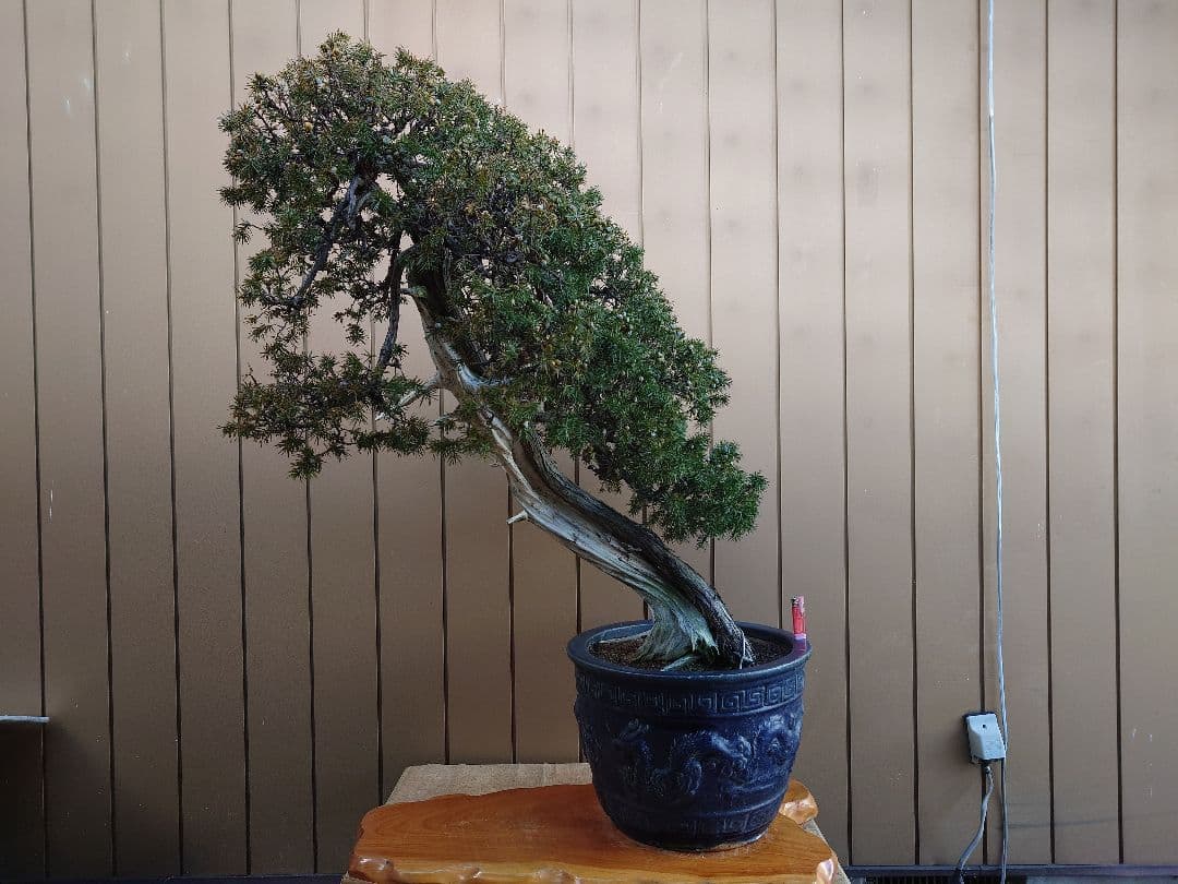 ※引取限定※　盆栽　山木　杜松