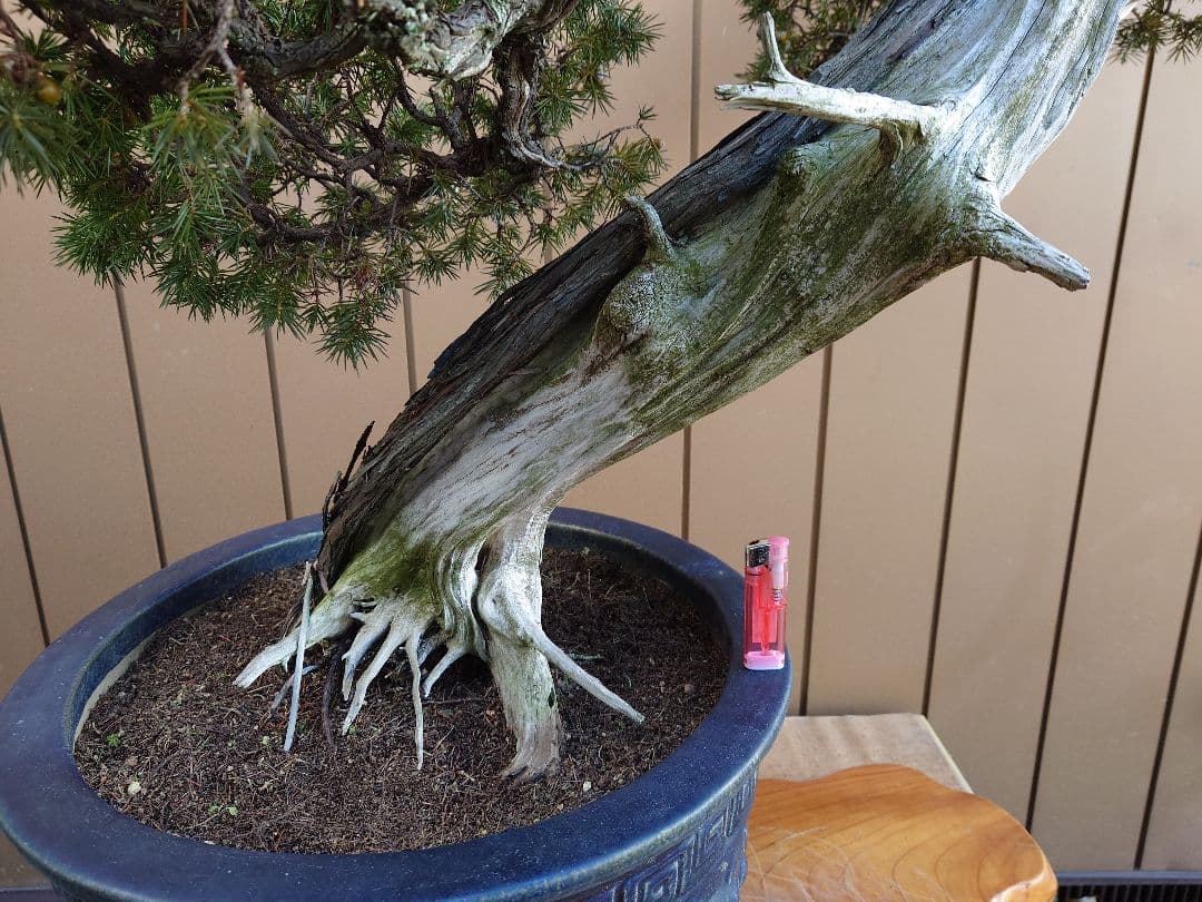 ※引取限定※　盆栽　山木　杜松