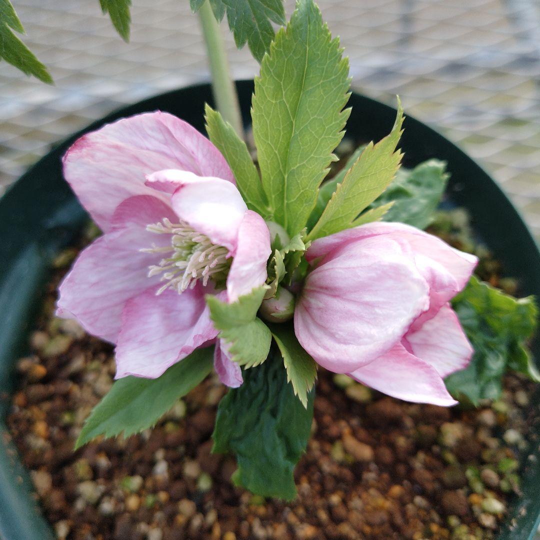 クリスマスローズ　チベタヌス交配株分け苗