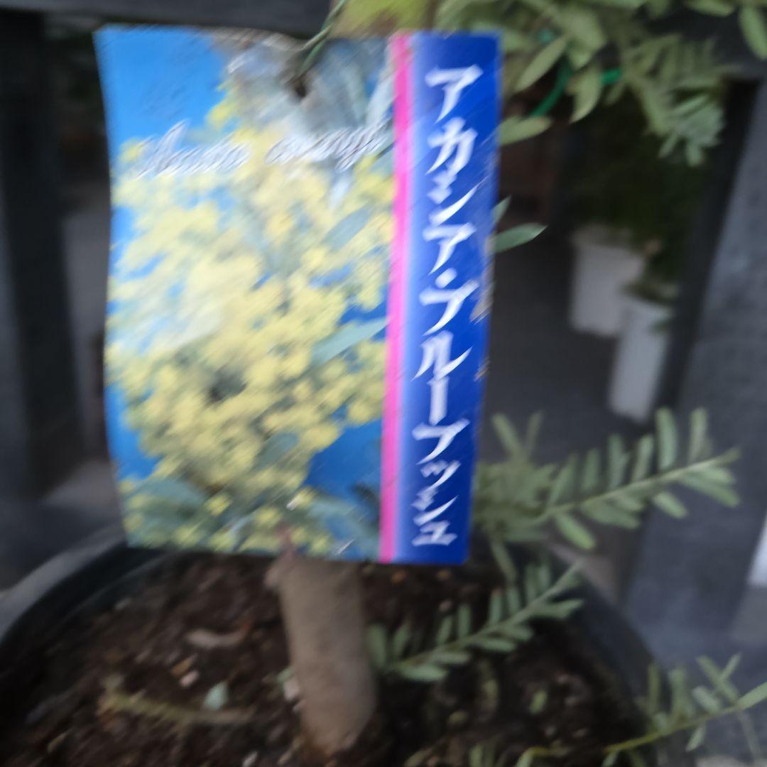 ①　アカシア　ブルーブッシュ　８号　特大苗木最高等級極上品‼️