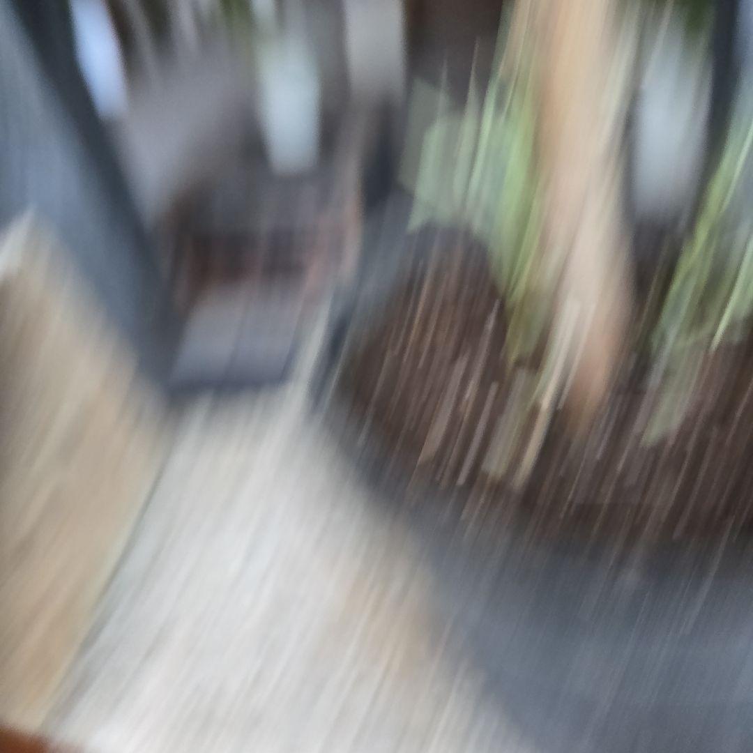 ①　アカシア　ブルーブッシュ　８号　特大苗木最高等級極上品‼️