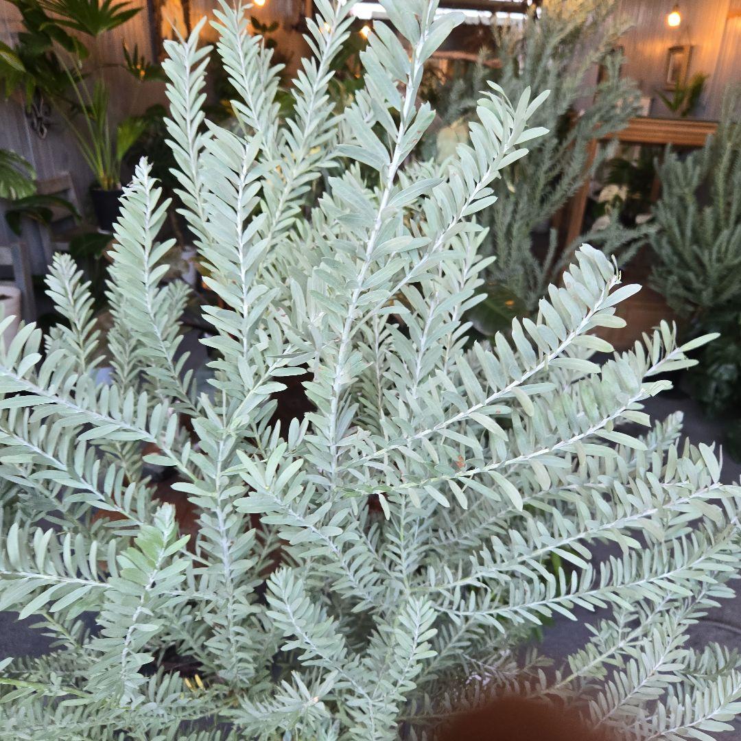 ①　アカシア　ブルーブッシュ　８号　特大苗木最高等級極上品‼️