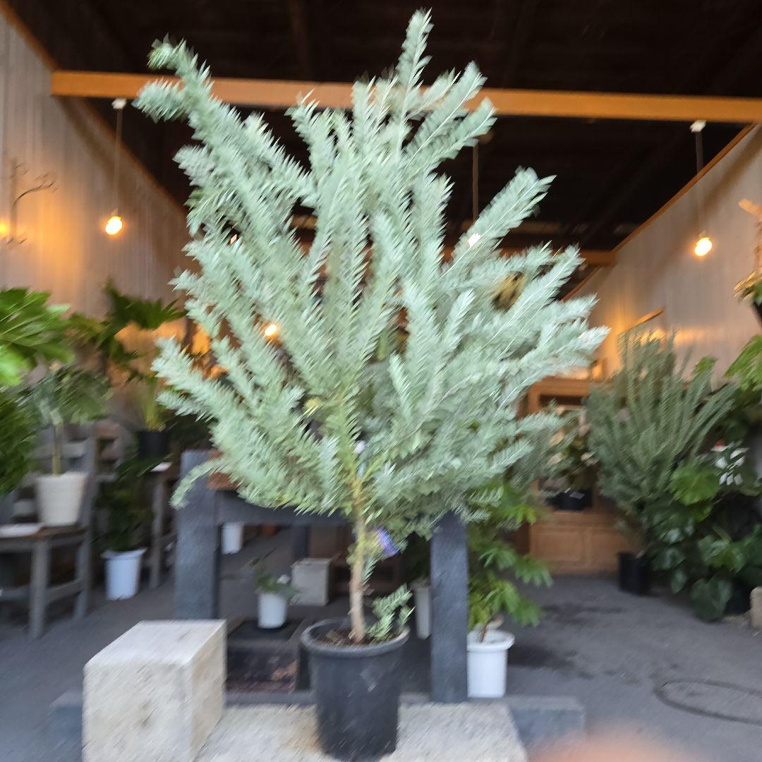 ①　アカシア　ブルーブッシュ　８号　特大苗木最高等級極上品‼️