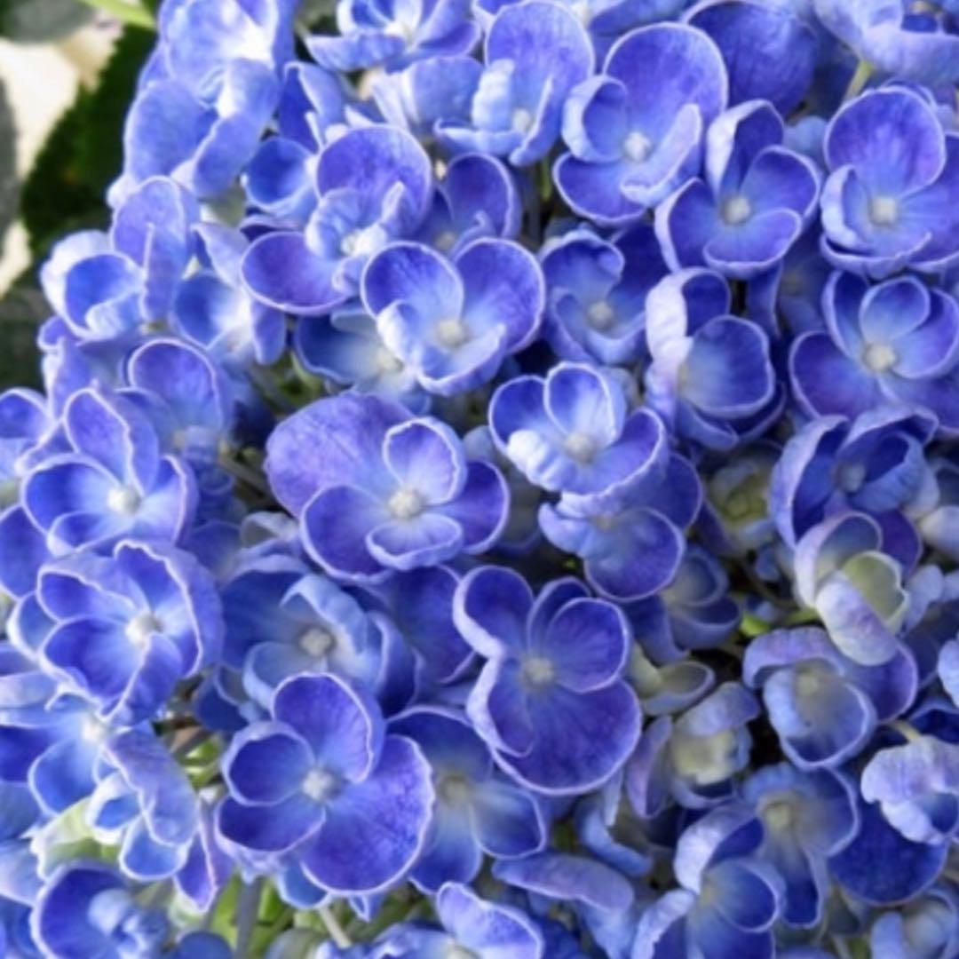 紫陽花の挿し穂