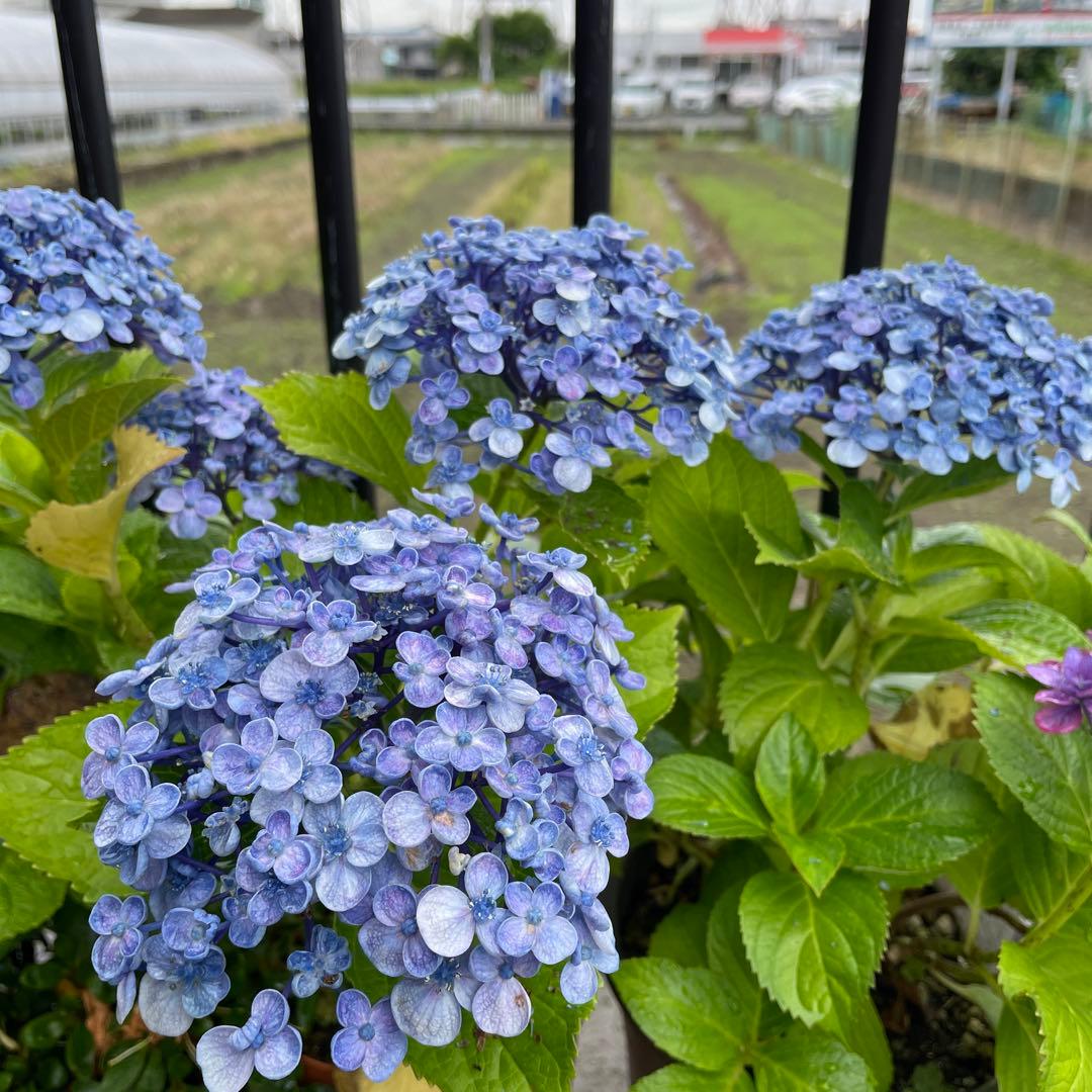 紫陽花の挿し穂