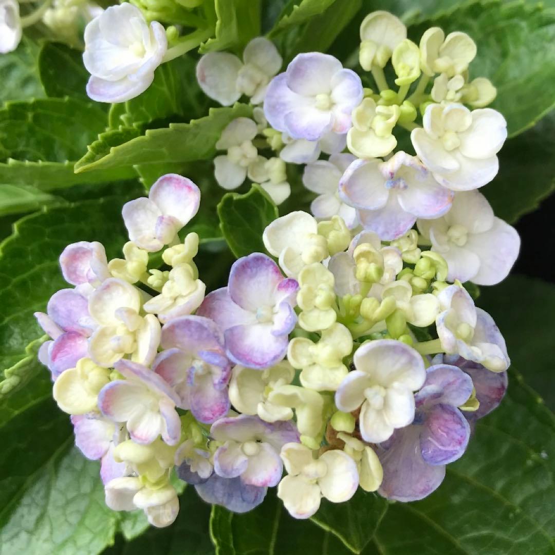 紫陽花の挿し穂