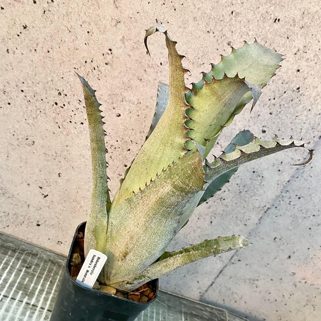 美株です！タンクブロメリア　ホヘンベルギア『Sandra's Mountain』