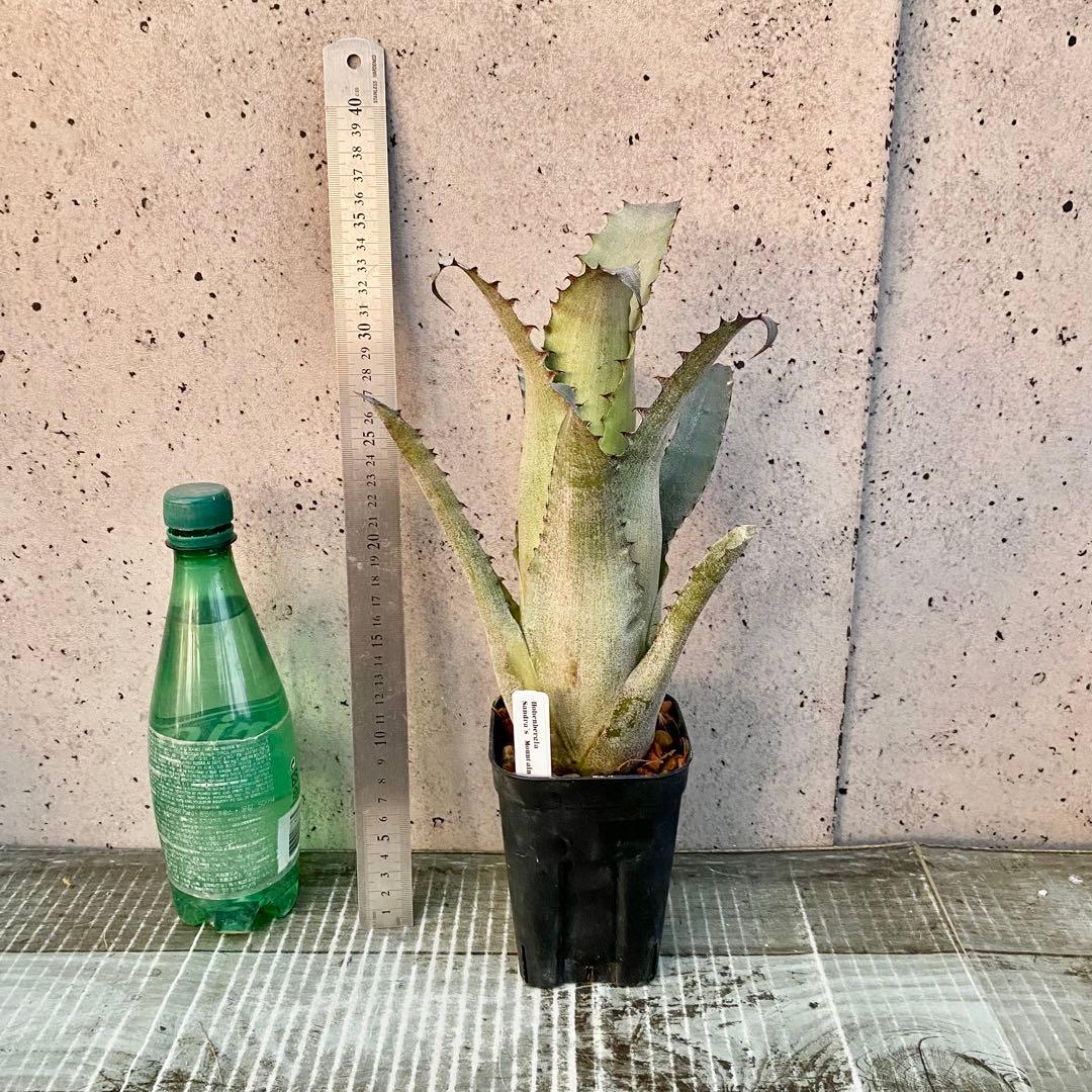 美株です！タンクブロメリア　ホヘンベルギア『Sandra's Mountain』