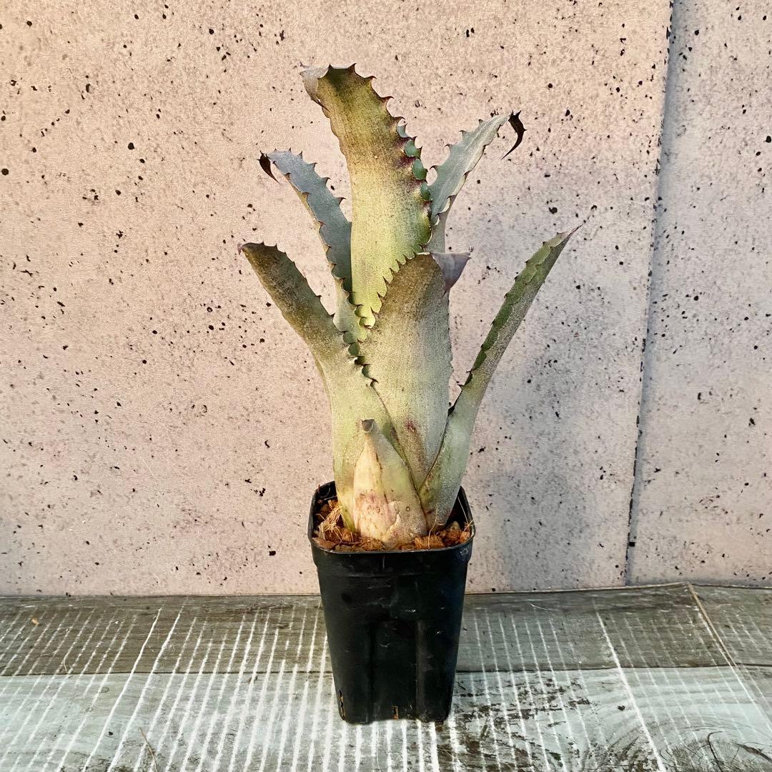 美株です！タンクブロメリア　ホヘンベルギア『Sandra's Mountain』