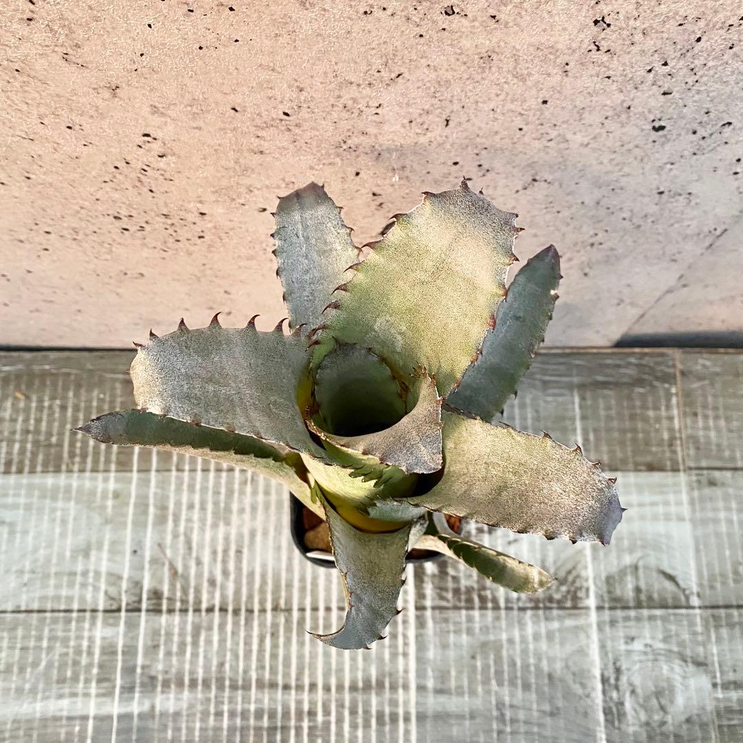 美株です！タンクブロメリア　ホヘンベルギア『Sandra's Mountain』