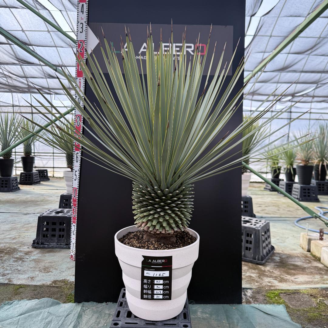 【AL1165】ユッカ　ロストラータ　ホワイト個体【ALBEROホワイト祭り】